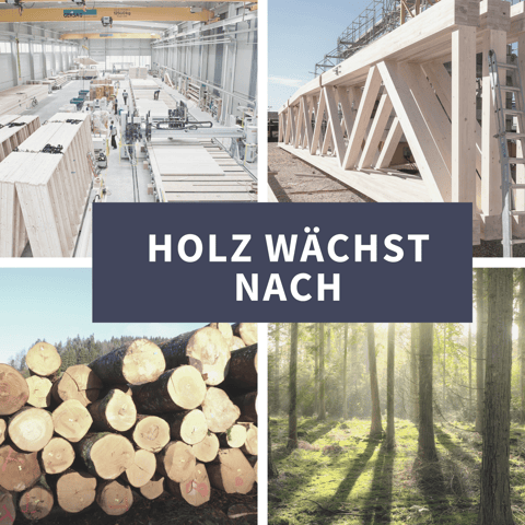 Holz wächst nach